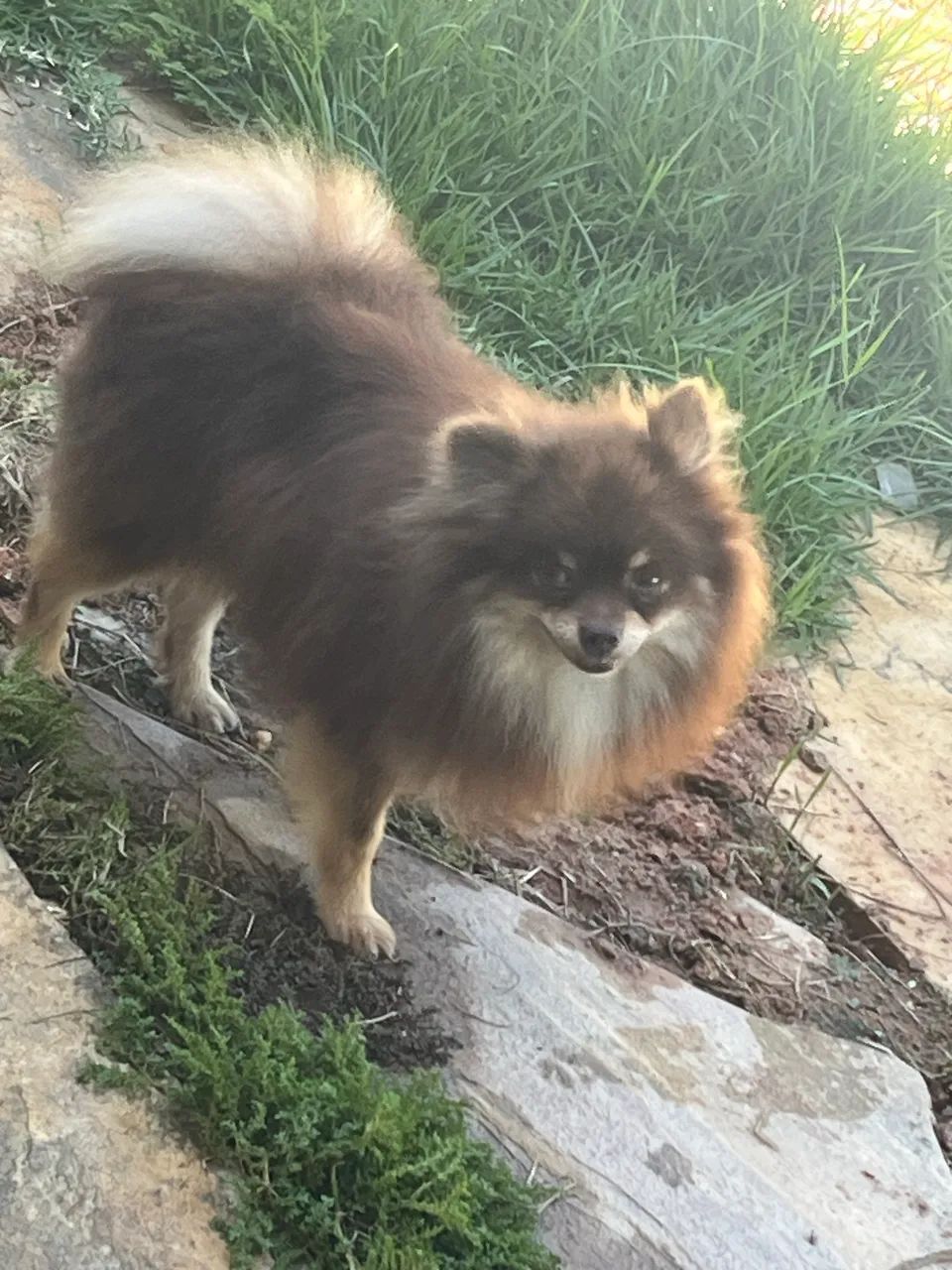 Padreador spitz anão  - Foto 4