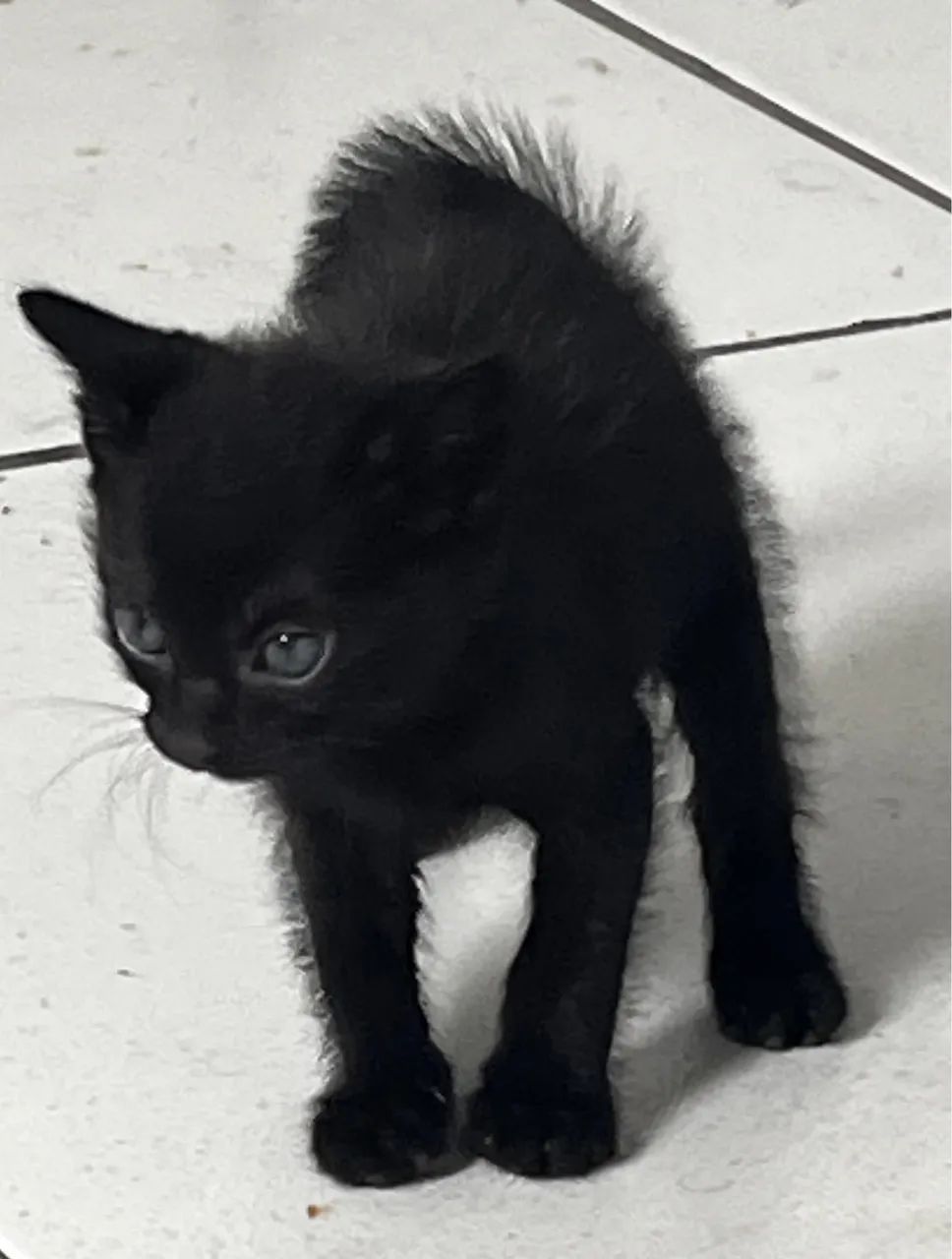 Gatinho preto