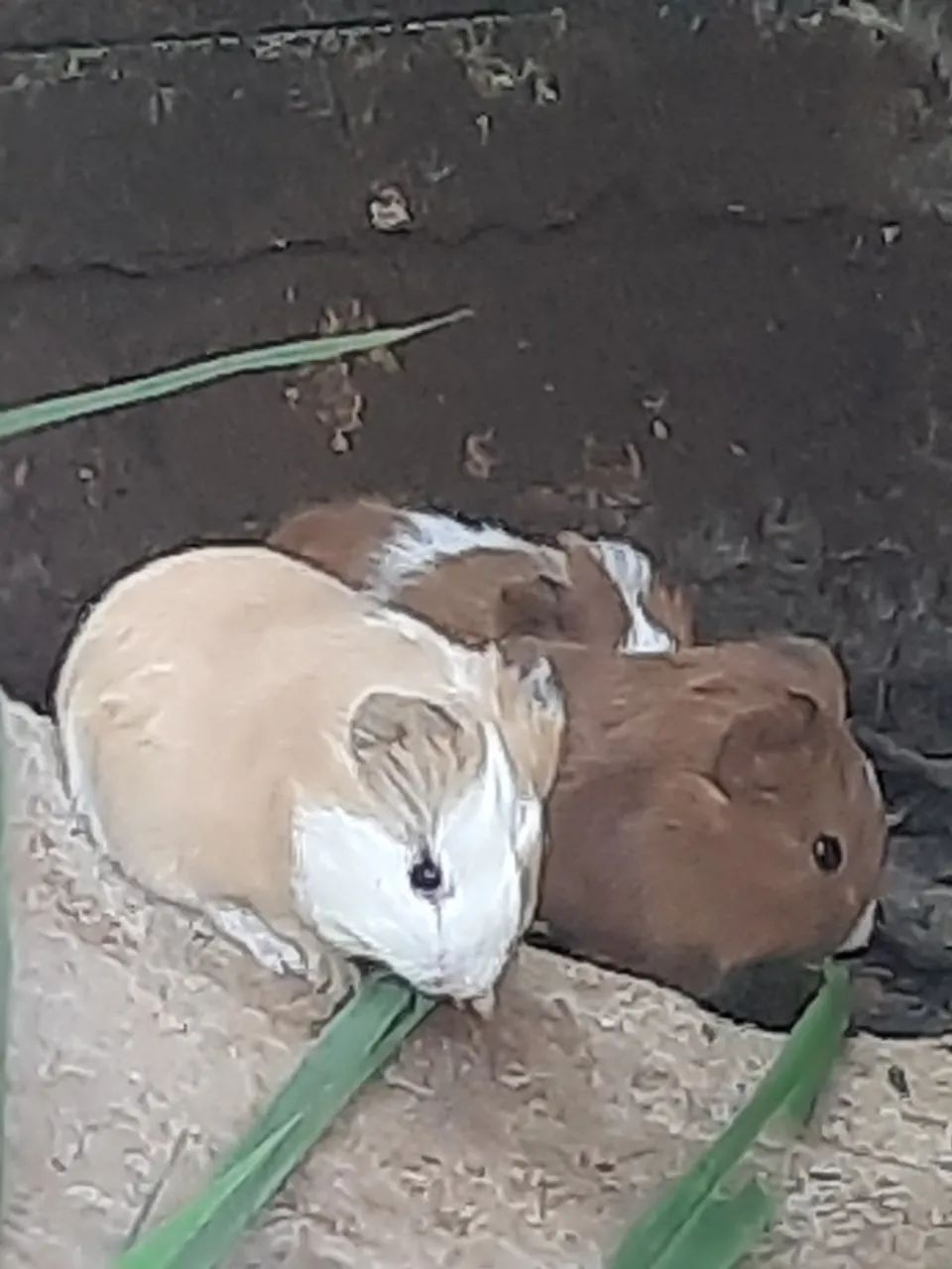 PET - Porquinho da Índia