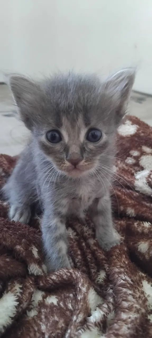 Gatinhas para adoção  - Foto 2