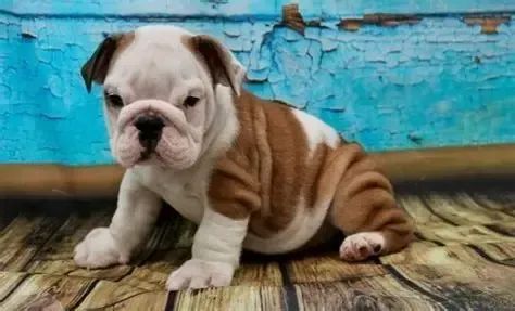Bulldog Ingles 