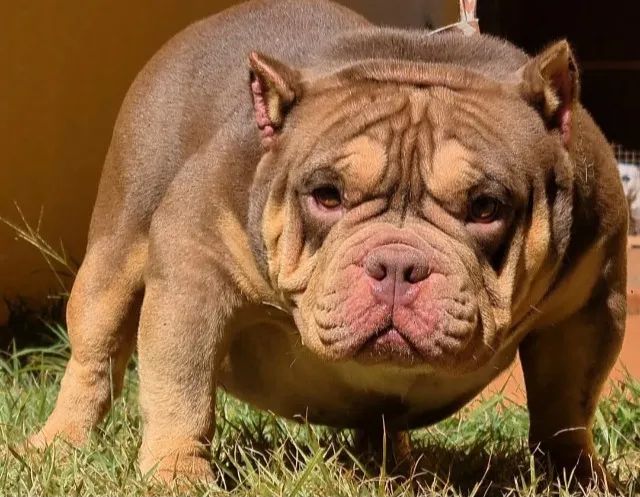 American Bully  /  Exotic Bully  Macho Adulto Disponível 