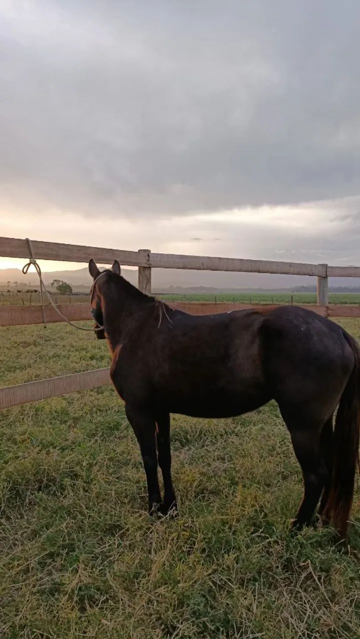 Égua MM - Foto 5