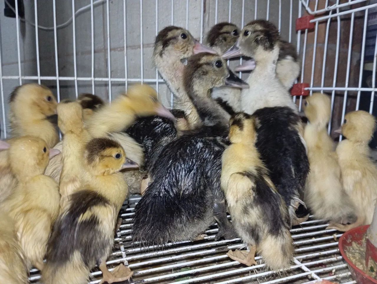 Patos - Foto 2