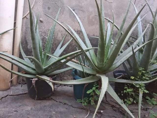 Babosa - Foto 4