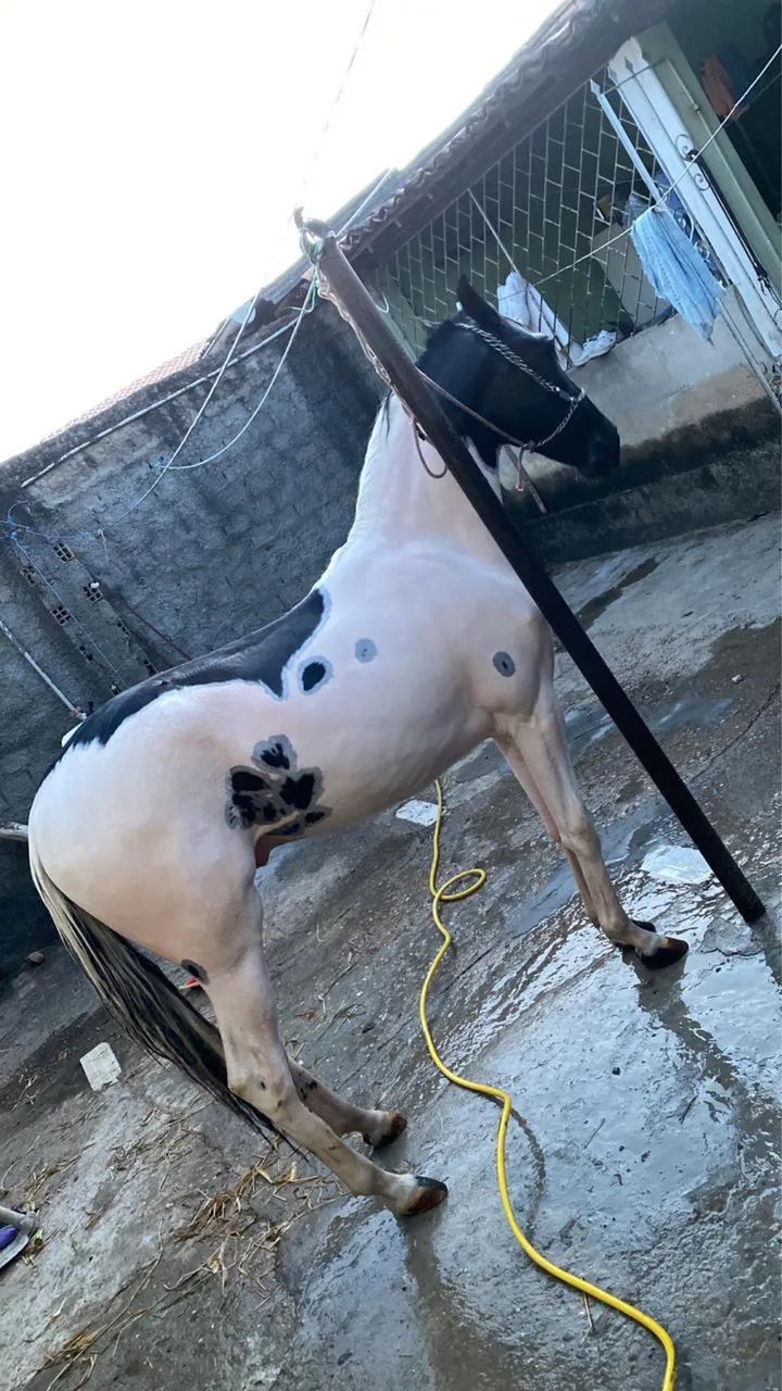 Potro mangalarga 