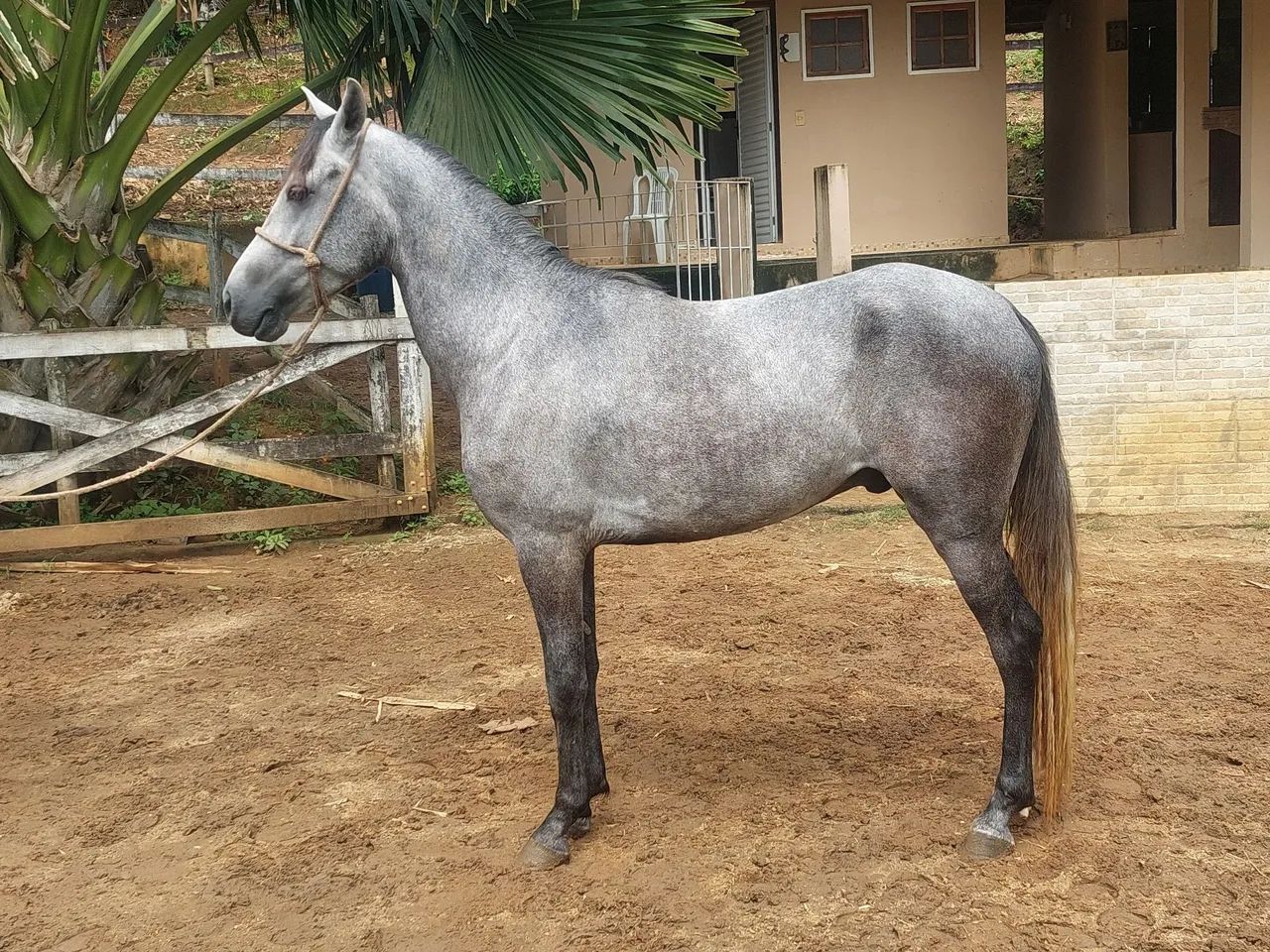 Cavalo m marchador 3 anos top de marcha montado parcelado