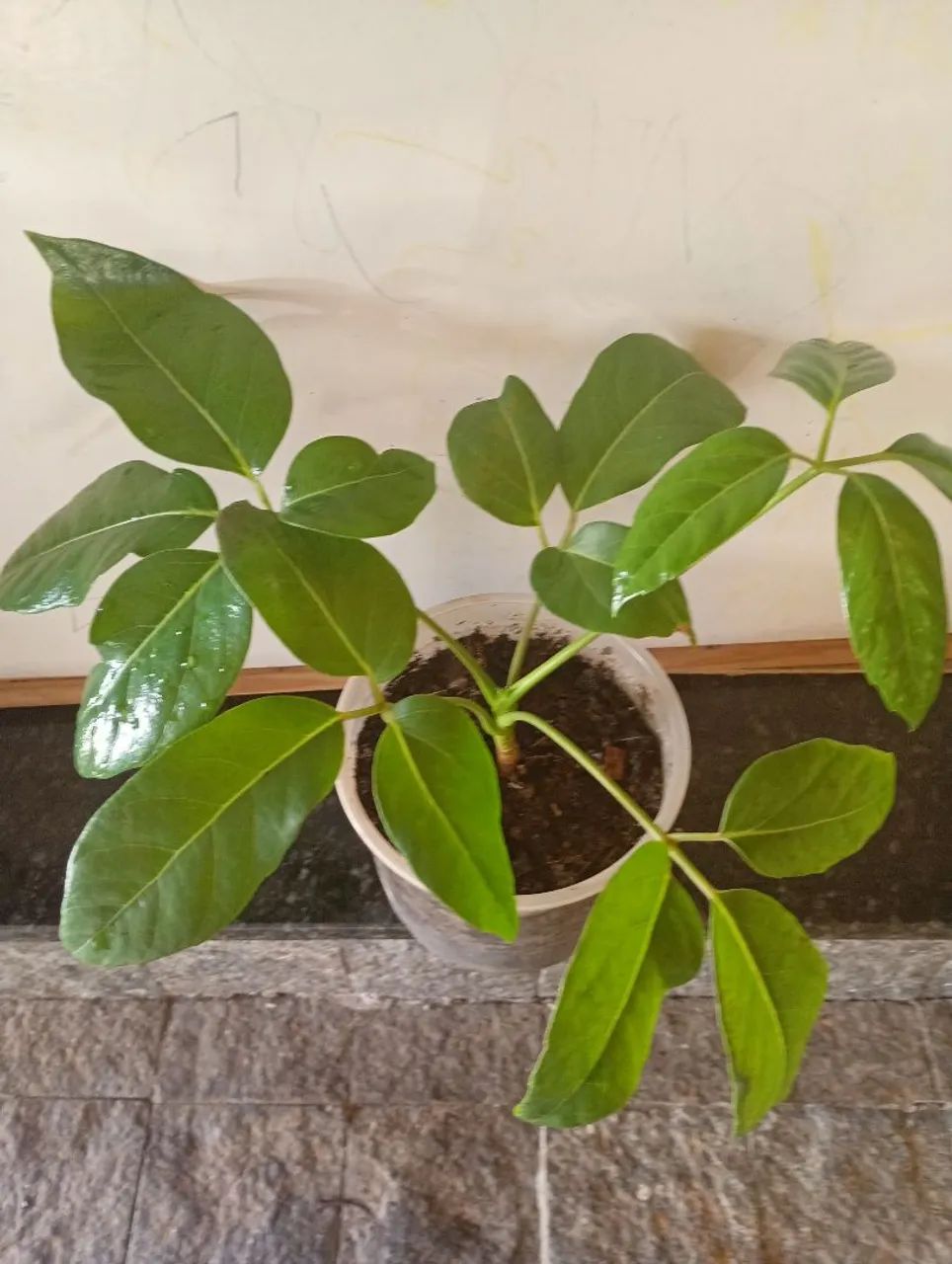 Cheflera muda 