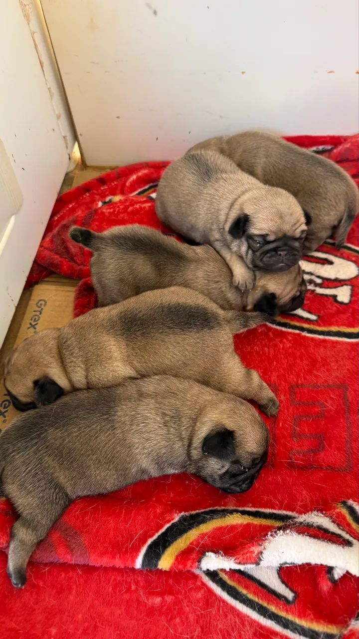 Lindos Pug disponível  - Foto 5