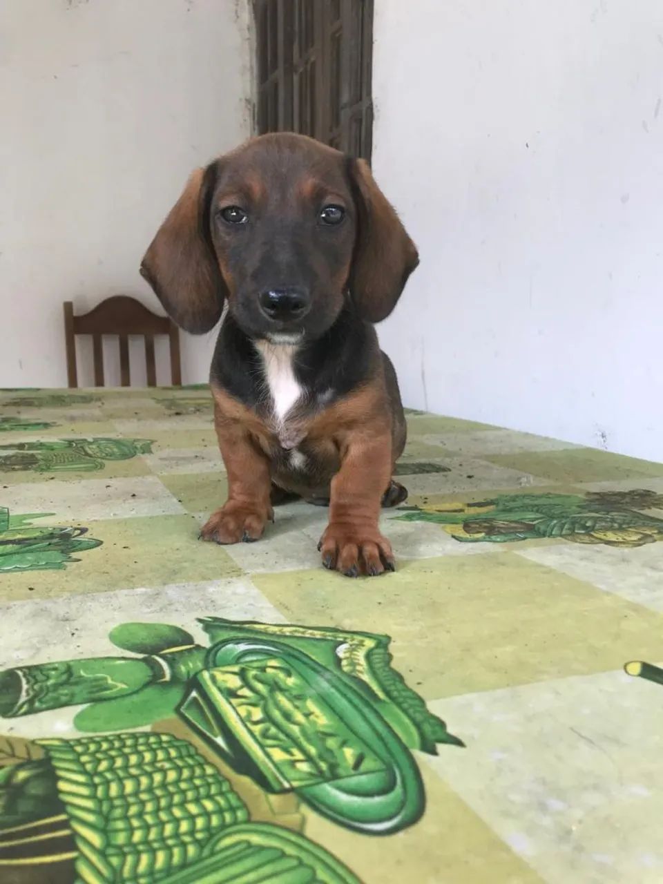 Salsichinha - Foto 4