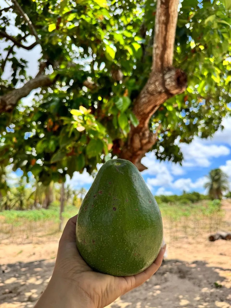 Linda propriedade p/ chácara  - Foto 4