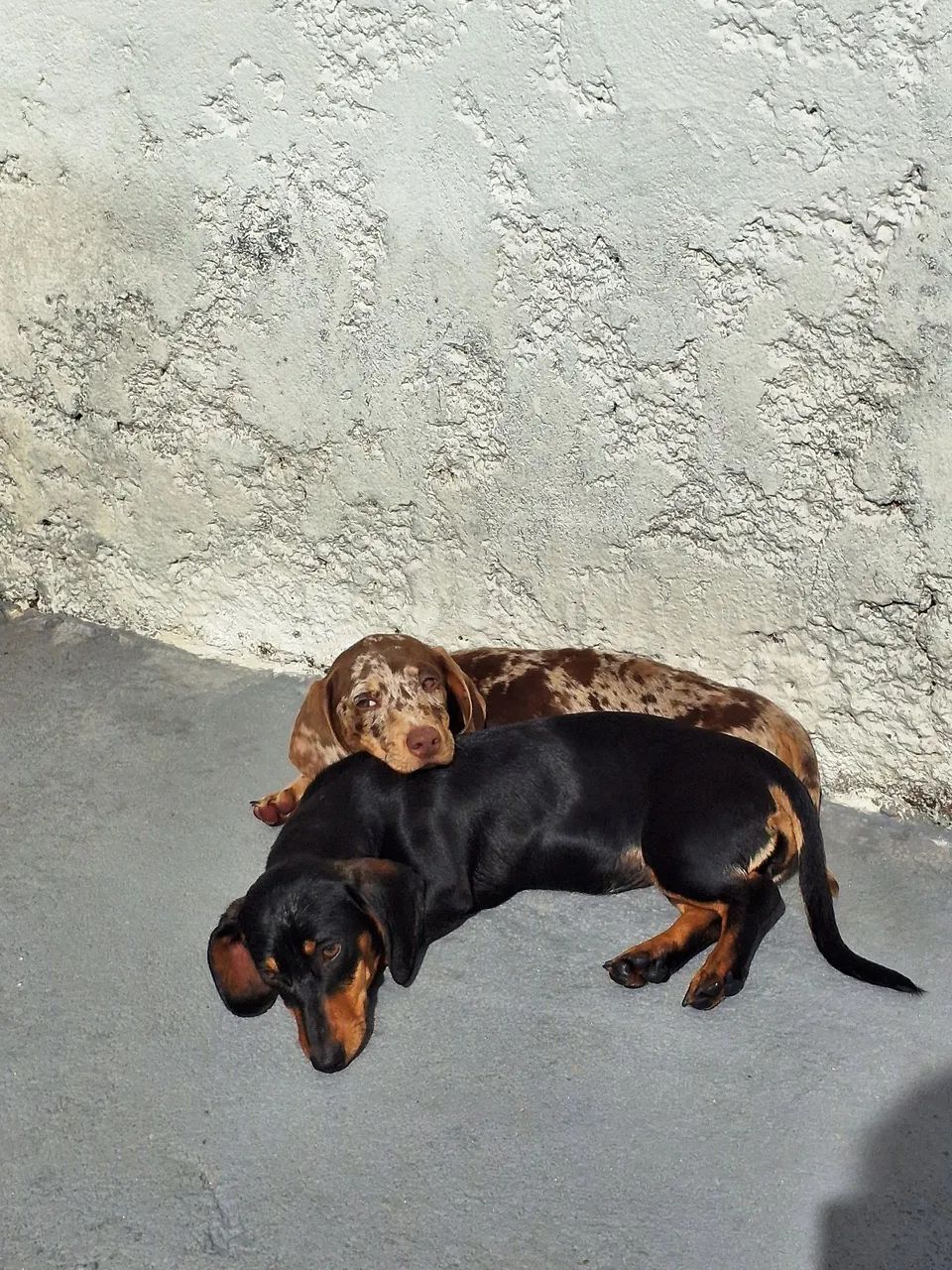 Casal de Daschund 