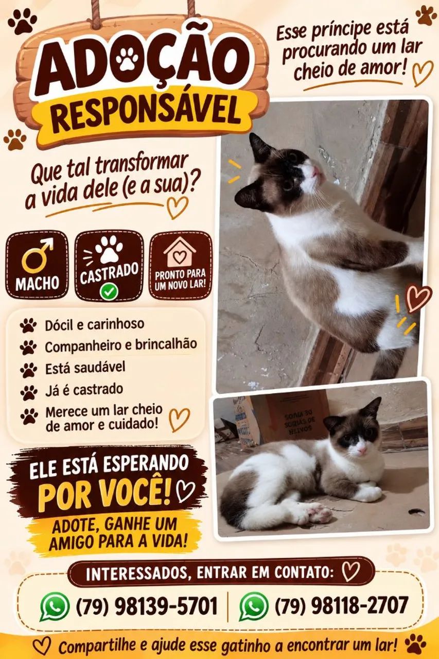 Gato para adoção CASTRADO