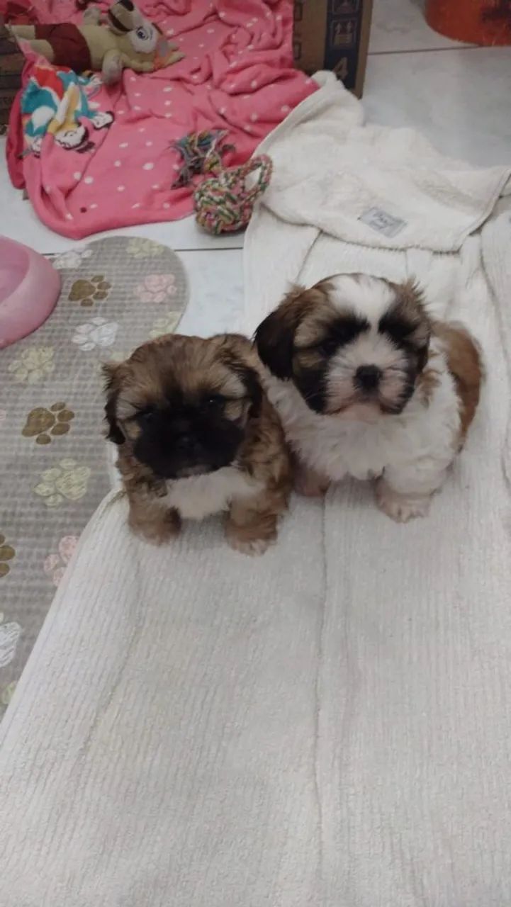 Shih tzu