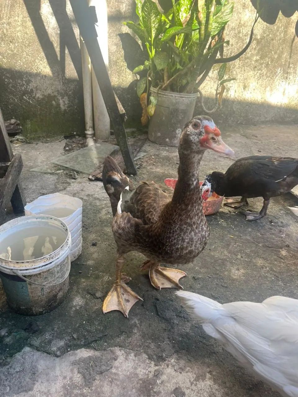 PATOS - Foto 3