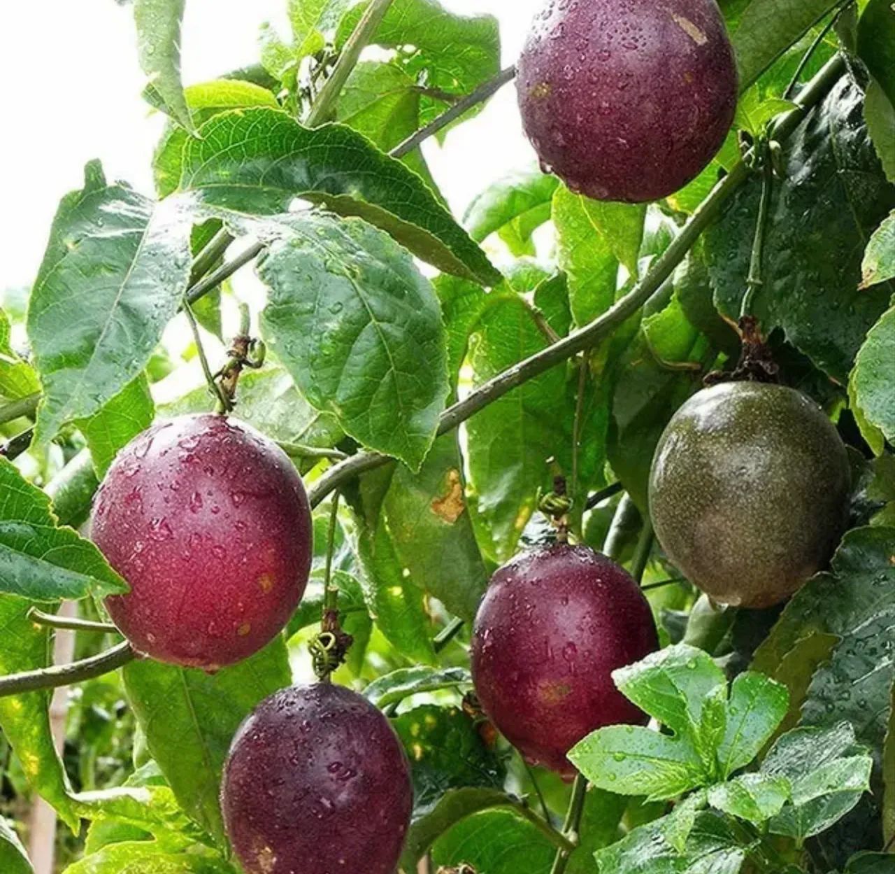 MUDAS MARACUJÁ ROXO  - Foto 3