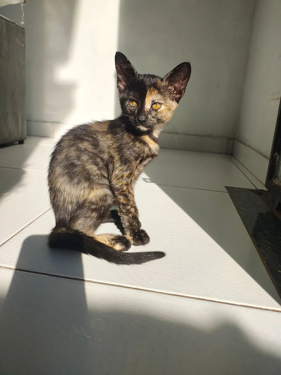 Doação de gatinha  - Foto 3