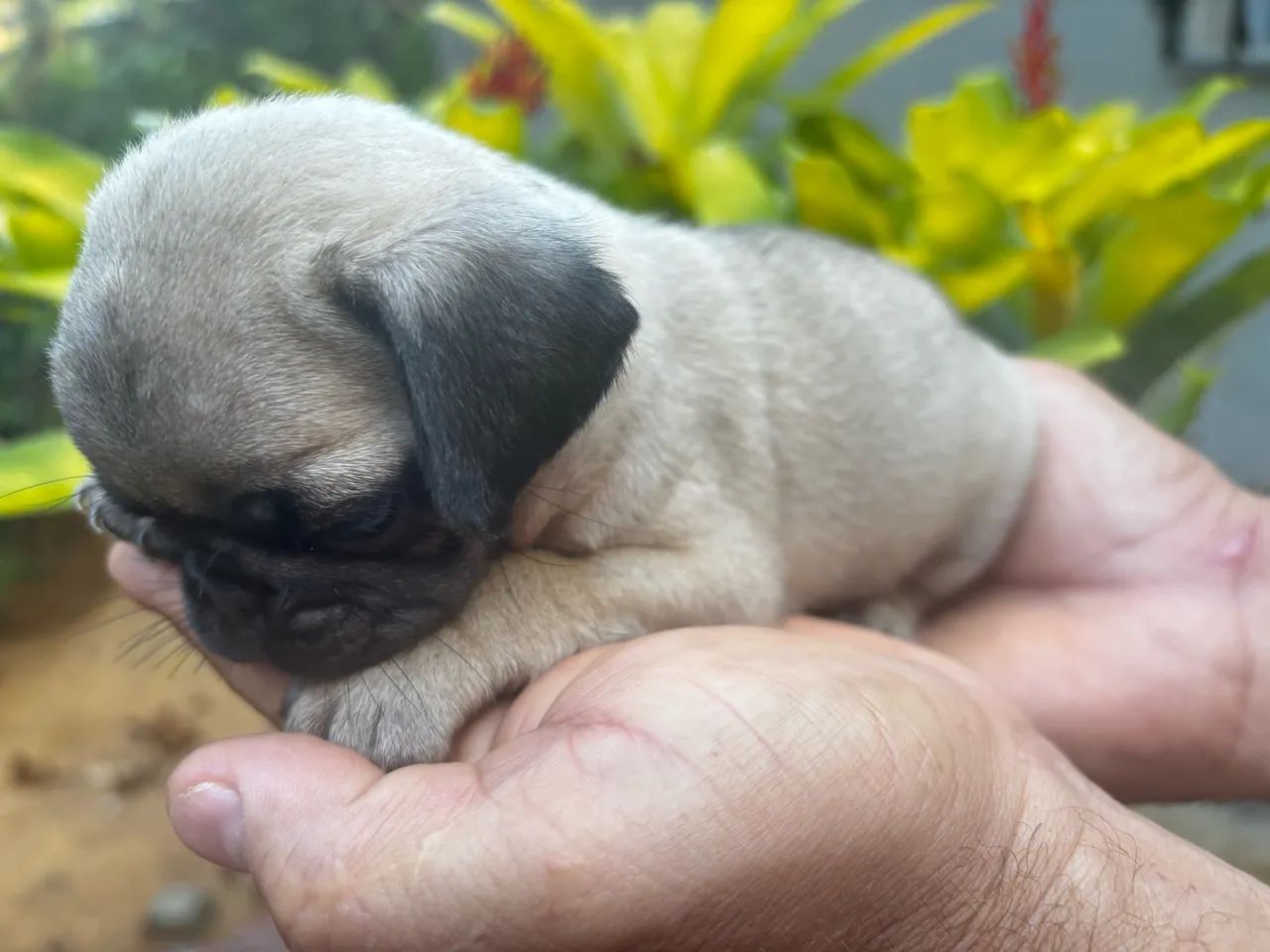 Pug fêmea  - Foto 5