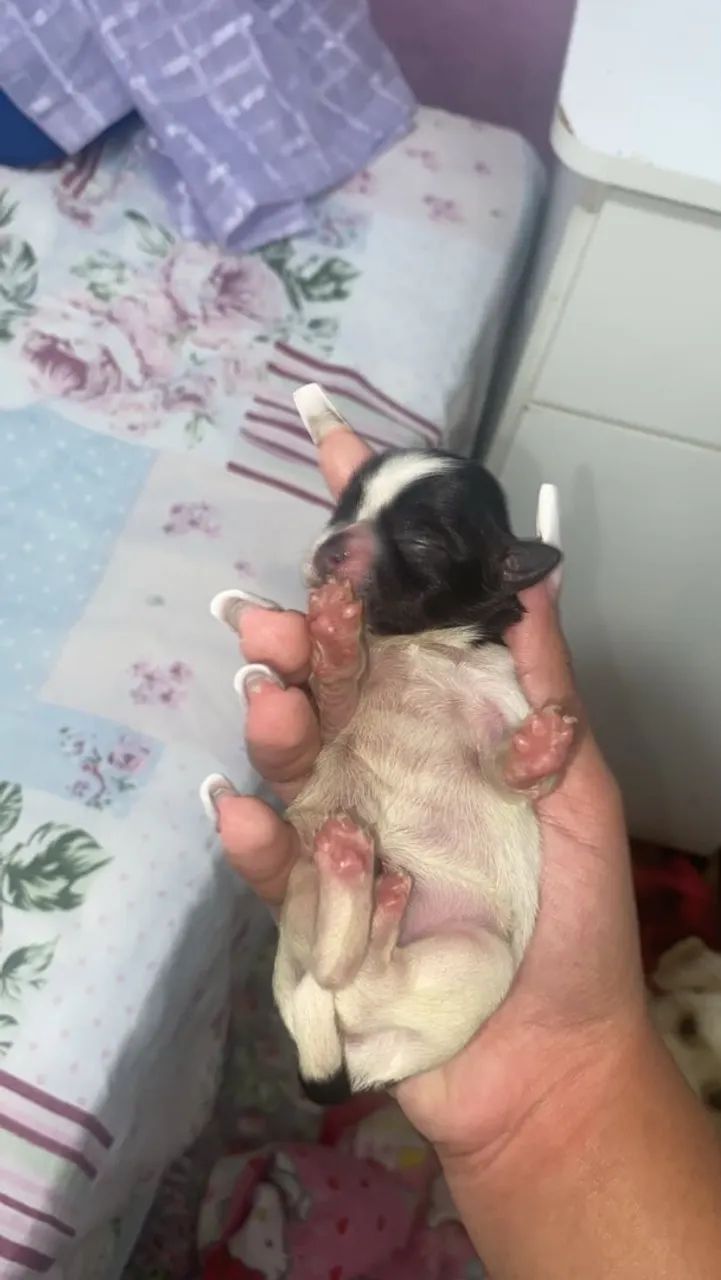 Filhotes de shitzu  - Foto 5