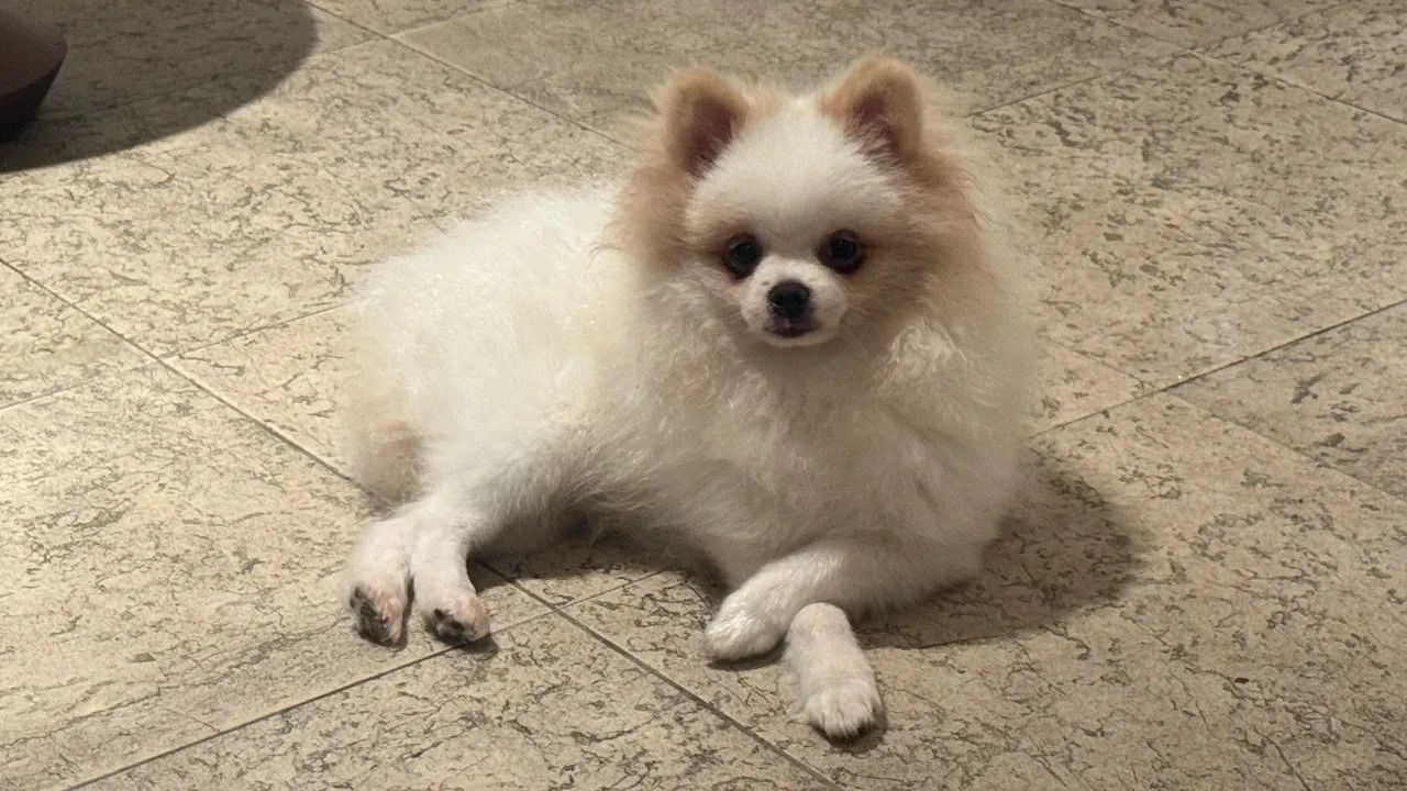 Spitz Alemão  - Foto 2