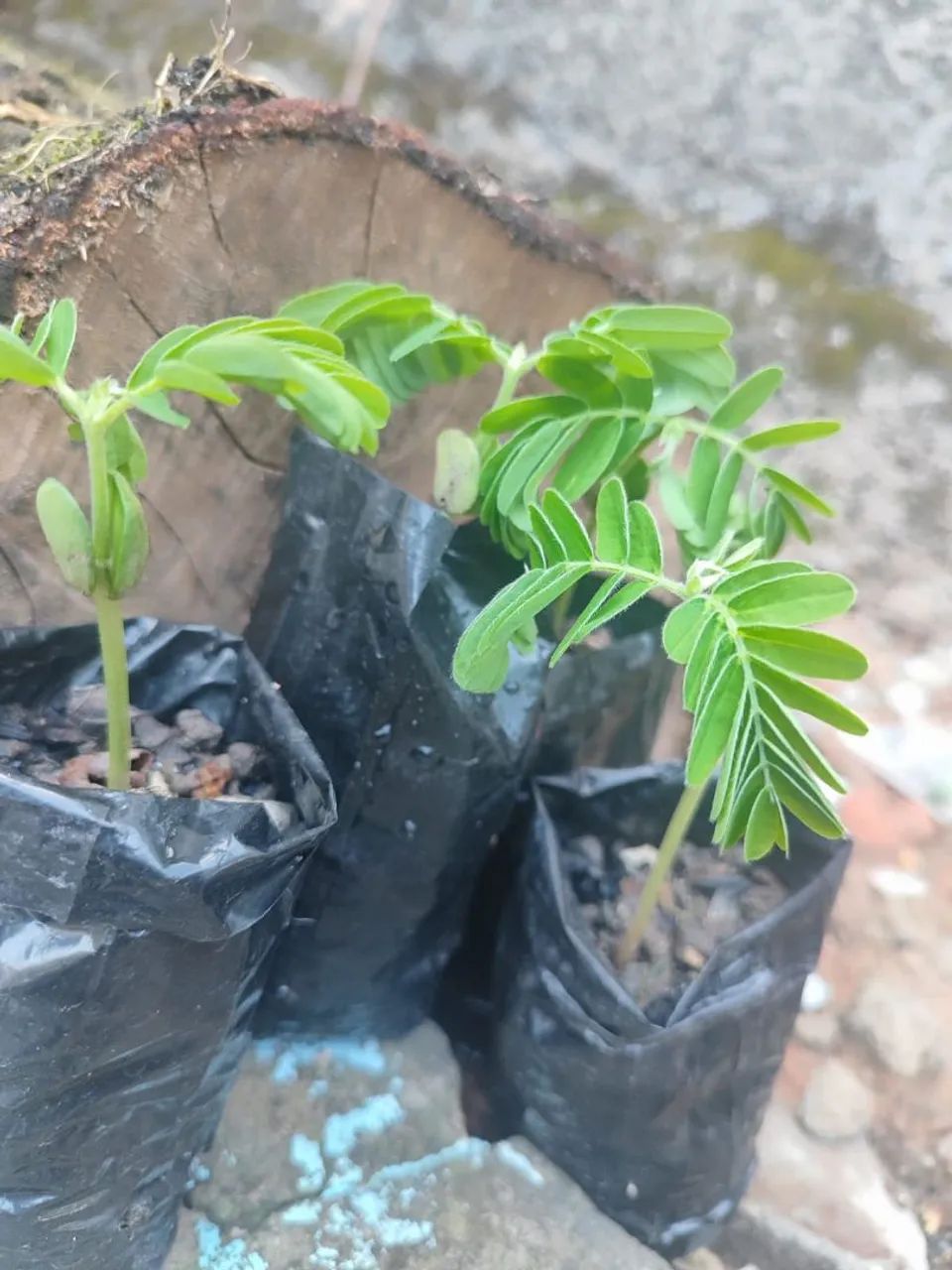 Mudas de tamarindo 