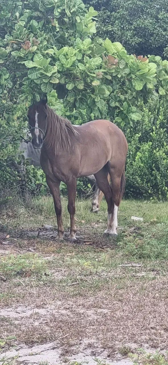 Vendo Égua linda bem cuidada, boa para vaquejada. Com sela e arreio. . 
