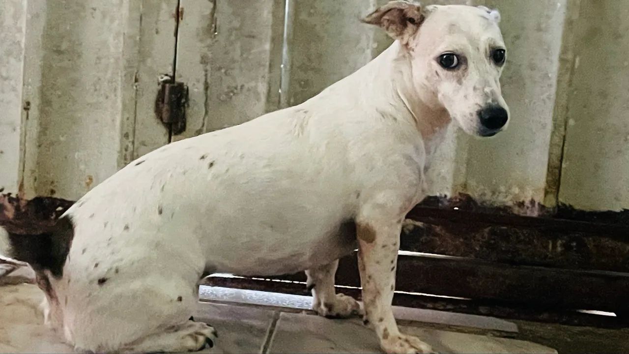 Animais para adoção  - Foto 3