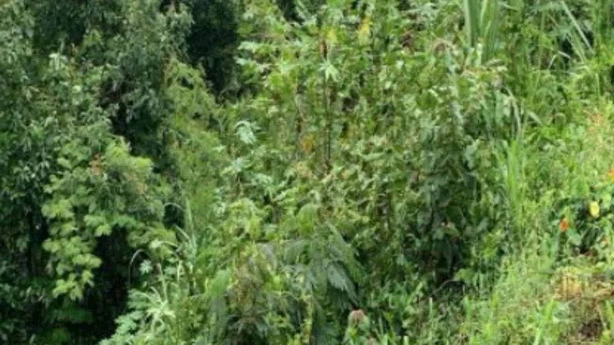 Terreno no Bairro Flor da Serra em Joaçaba/SC - Foto 2