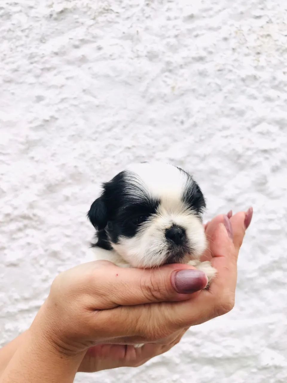 Filhotes de Shih Tzu a venda 