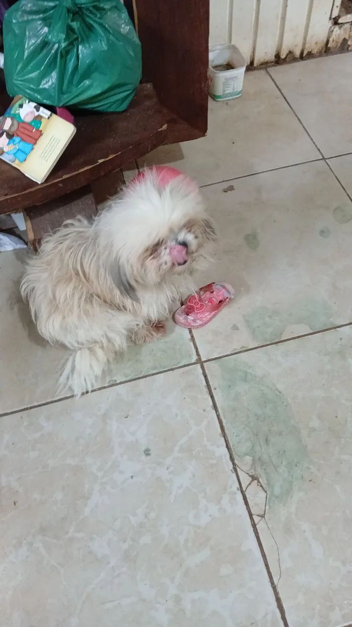 Cães de raça 
