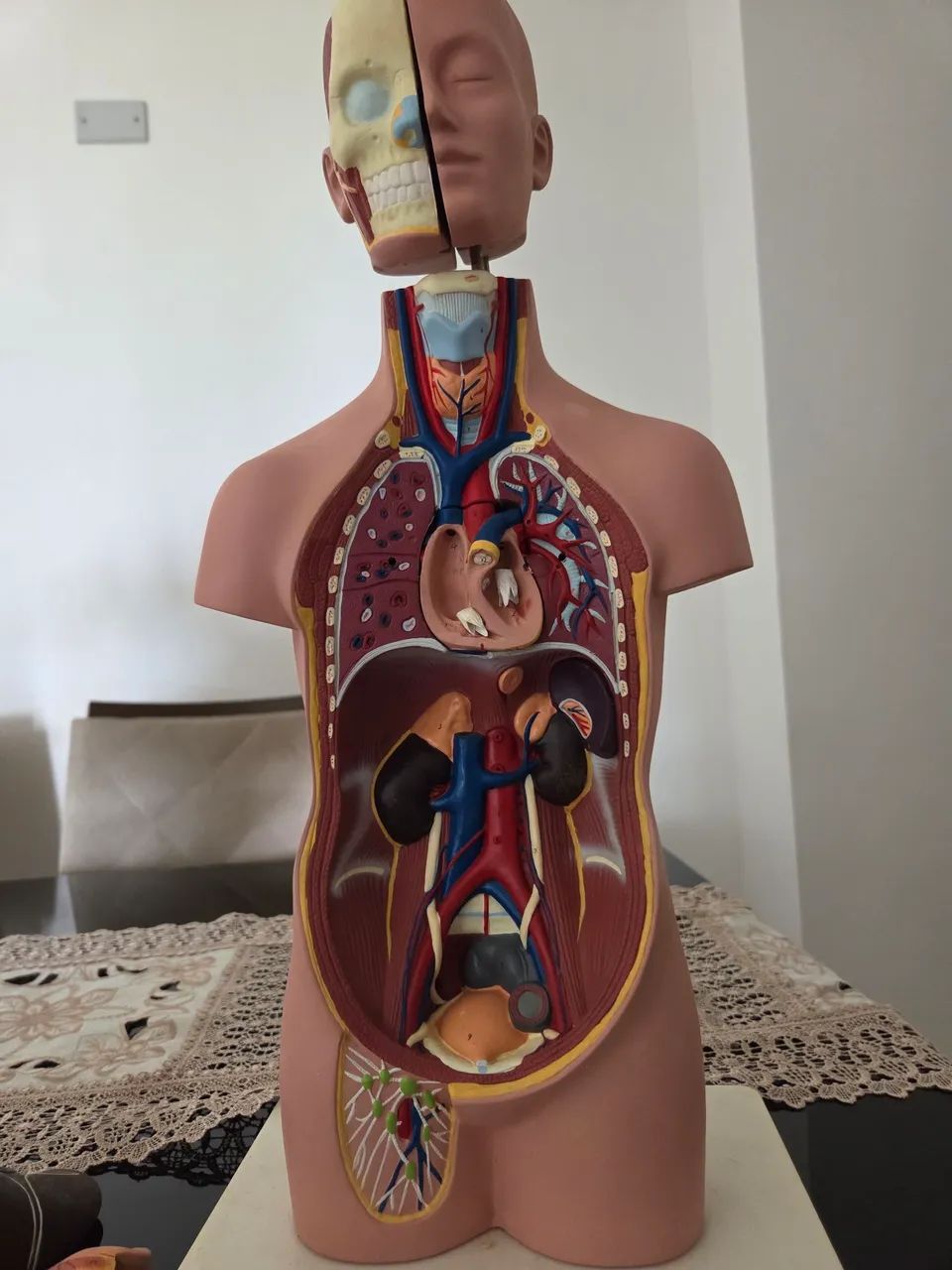Torso humano, modelo anatômico de 50 cm. - Foto 3