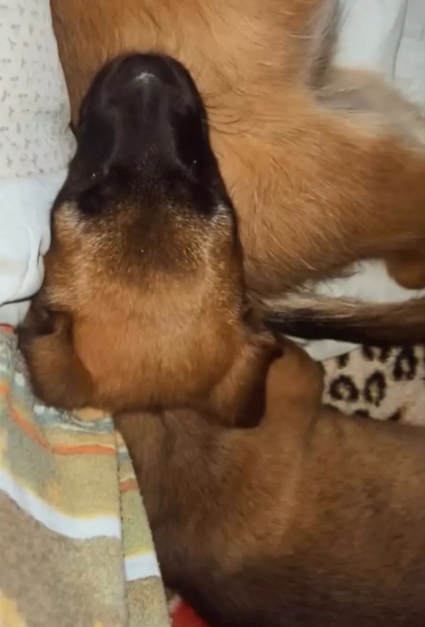 Doação de Cachorrinha - Foto 4