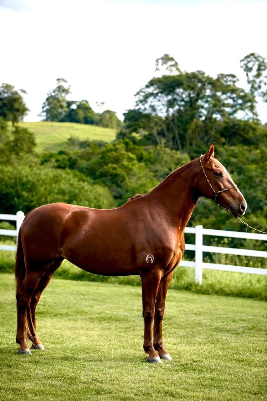 Égua mangalarga marchador 