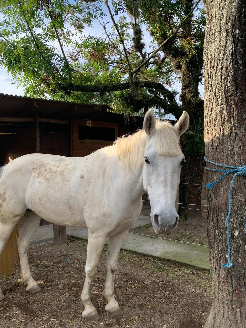Égua SRD - Foto 2