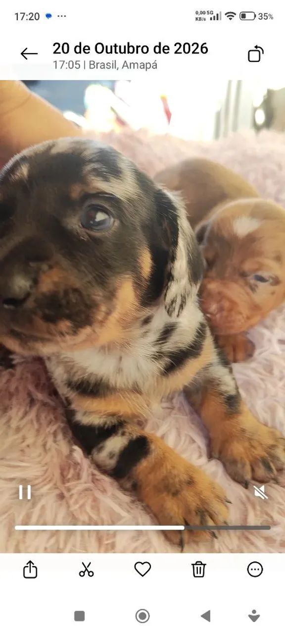 Dachshund (salsicha) - Foto 3