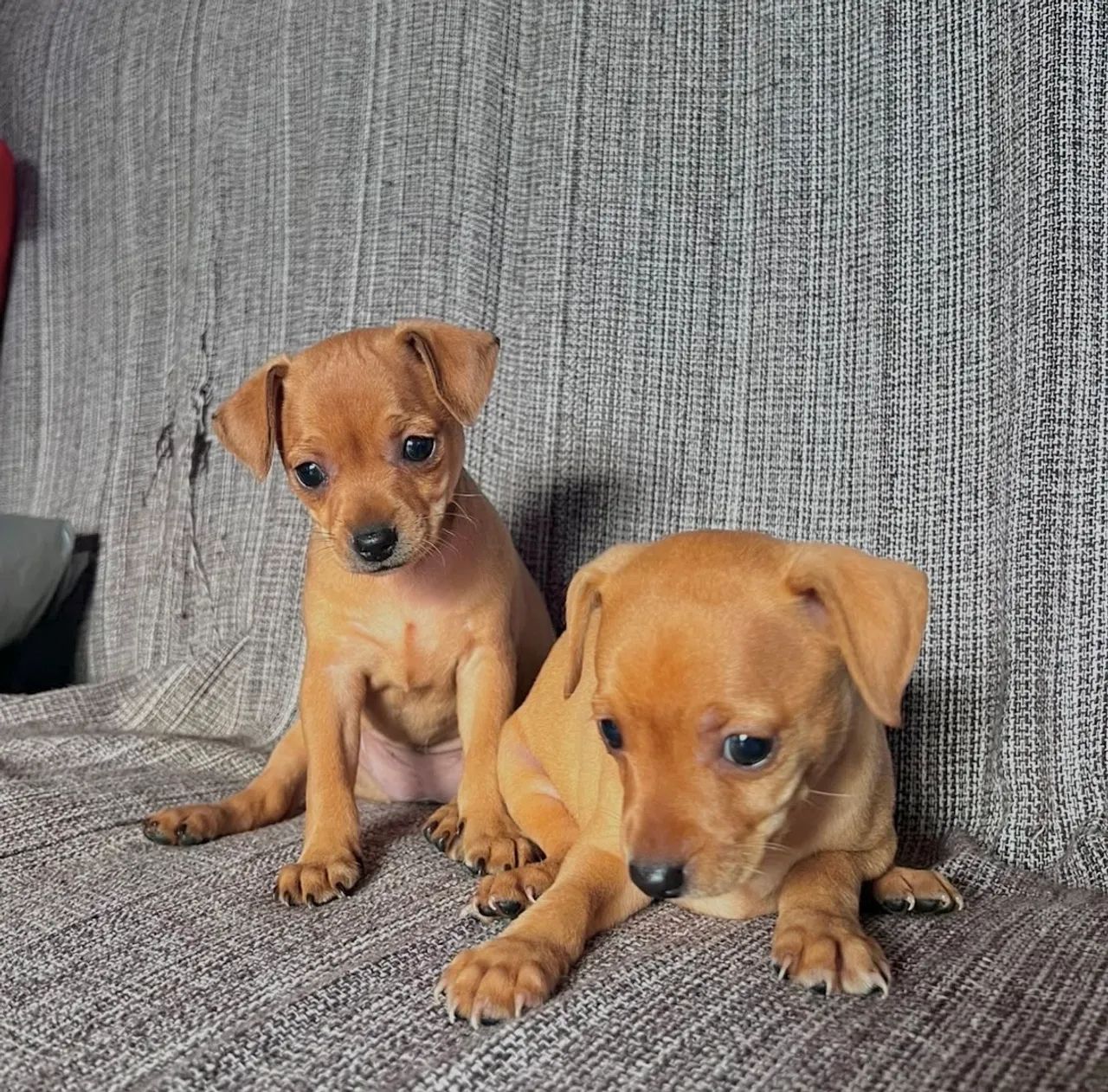 Filhotes de Pinscher - Foto 2