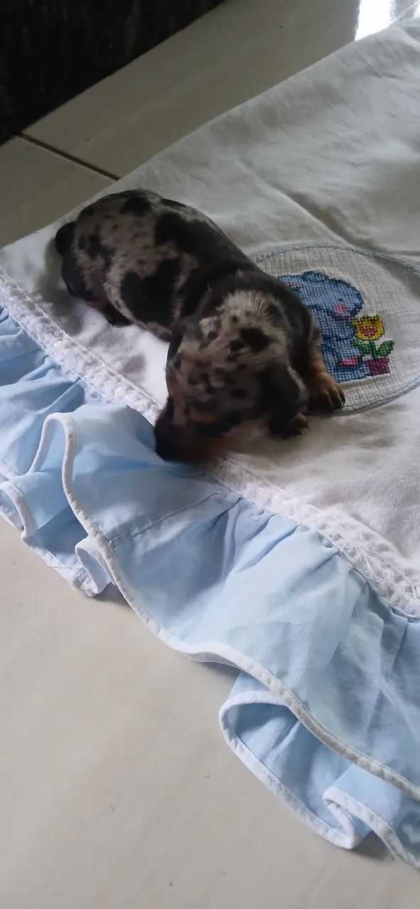 Dachshund salsicha  - Foto 2