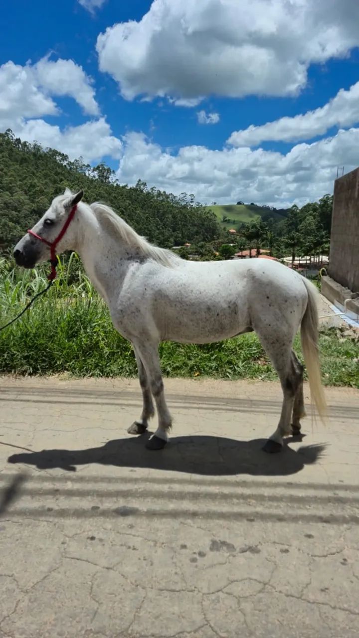 Vendo Piquira fenômeno!! - Animais para agropecuária - Chácara 1469641669 |  OLX