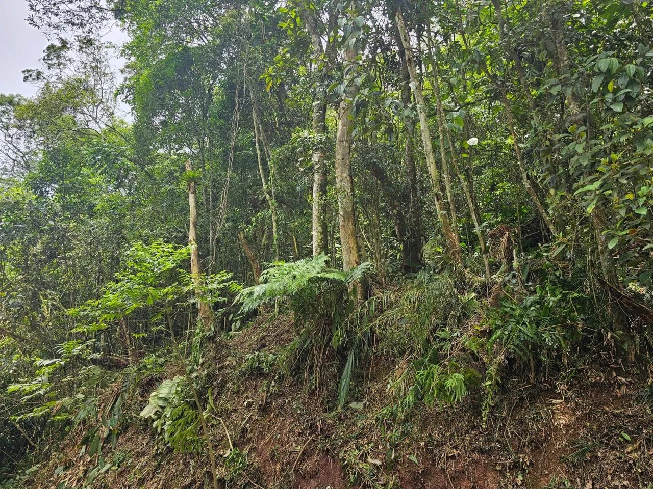 Terreno  - Foto 4