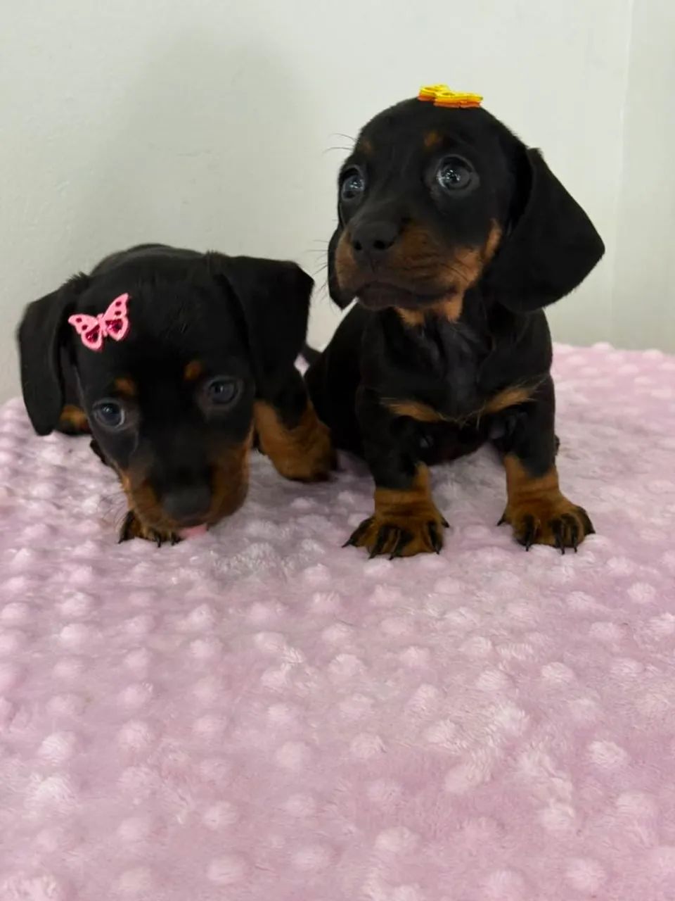 Dachshunds filhotes - Foto 4