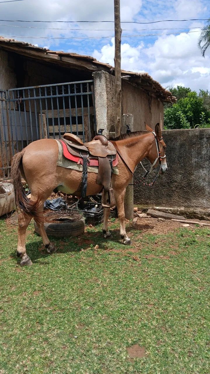 Burro manso - Foto 3