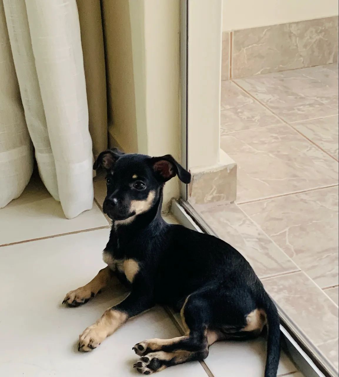 Pinscher tamanho 1  - Foto 2