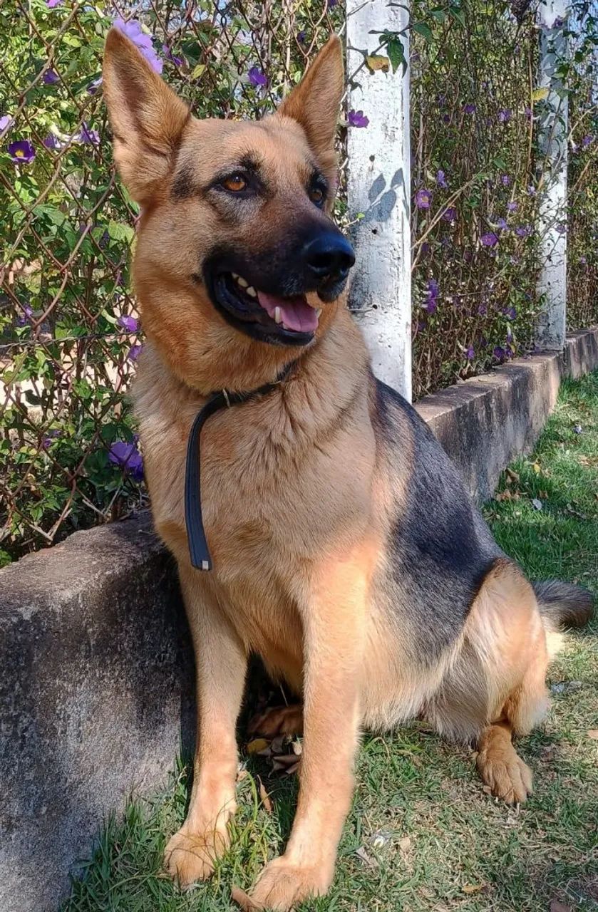 Pastor alemão  - Foto 4