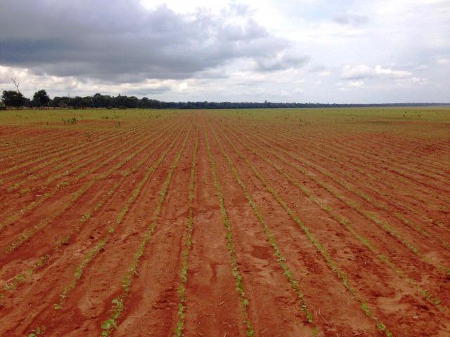 Fazenda 873 ha S.J. Rio Claro MT - Foto 4
