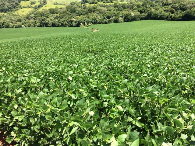 Fazenda Arrendamento 165 Alq Parana - Foto 2