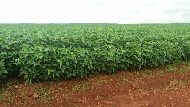Fazenda Arrendamento 165 Alq Parana - Foto 7