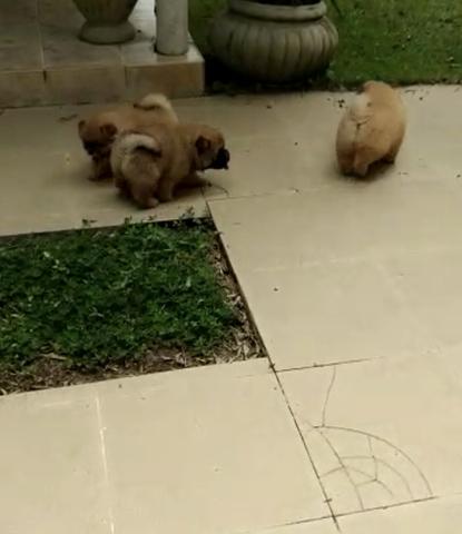Chow chow