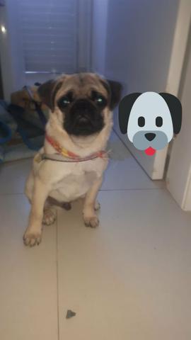 Vendo PUG