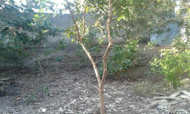 Chacara - Foto 9
