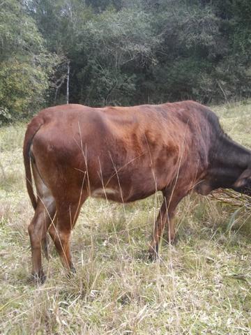3 Novilhas Red prenhas e uma com cria ao pé - Foto 3